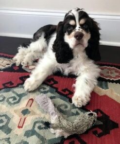 Earth Rated Dog Poop Bags - Leak-Proof and Extra-Thick Pet Waste Bags for Big and Small Dogs - Refill Rolls - Lavender Scented - 270 Count 31 51UHUcOklzL 1