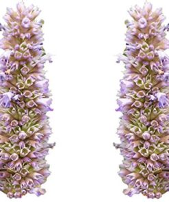 Anise Hyssop Seeds - Agastache foeniculum - 600 Seeds, 1/4 Gram - B42