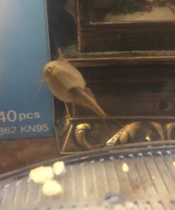 50 Eggs of Triops Longicaudatus (Tadpole Shrimp) Triassic Dinosaur Living Fossil 13 51Ua8wc2vrL