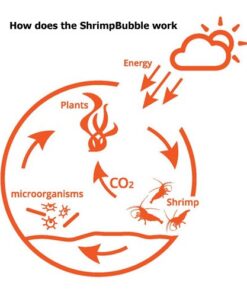 Shrimp Bubble Glass Self-Sustaining Ecosystem Amber 28 51UpYIolprL