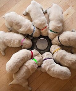 Alternative view of Record Keeping Charts for Breeders