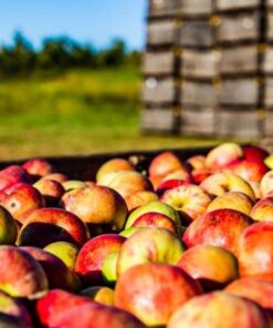 White House Detox Apple Cider Vinegar Shots, Raw Unfiltered, On the Go (Detox, Pack of 24) 2 Ounce (Pack of 24) 17 51V822fi5fL