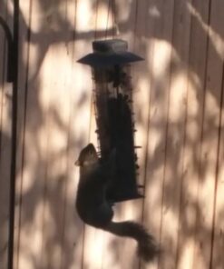 Cole's FS16 Flaming Squirrel Seed Sauce, 16-Ounce 1 38 51VvkZBIkRL