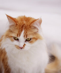 Canon EF-S 55-250mm f/4.0-5.6 is II Telephoto Zoom Lens Base Standard Packaging 53 51WPJbrNwmL