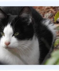 Fujifilm Instax Mini Instant Film (3 Twin Packs, 60 Total Pictures) - International Version 35 51Wrso8E5uL