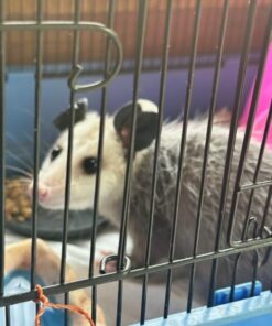 FLYGRUBS Superior to Dried Mealworms for Chickens (1lb) - 85X More Calcium Than Live mealworms - Non-GMO Chicken Feed - BSFL Treats for Hens, Ducks, Turkeys, Wild Birds, Turtles, Quails 1 Pound 24 51X0eIZ5dZL