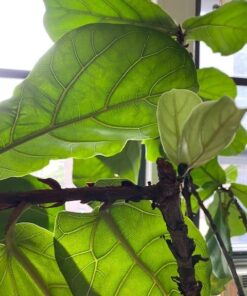 Blumat Bottle Adapter (3 Pack): Self Watering Spikes/Houseplant Watering Stakes, Automatic Irrigation System, Use When On Vacation,Terracotta Spikes to use with Recycled Plastic Water Bottles (3 Pack) 20 51X0qaDxELL