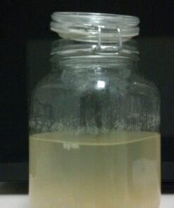 Quarter Cup Florida Sun Kefir Exclusive LIVE Prickly Pear Cactus Nodules Virgin Water Kefir Grains Unused 26 51XD6zCROPL