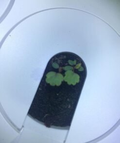 Click and Grow SGR24x3 Smart Garden Wild Strawberry Plant Pods, 3-Pack 34 51XL48 TrML