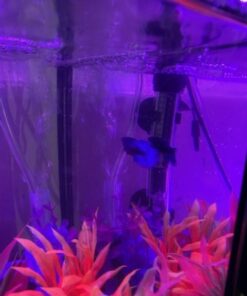 API STRESS COAT Aquarium Water Conditioner 16-Ounce Bottle 16 oz Aquarium Treatment 36 51XQkvvKE L