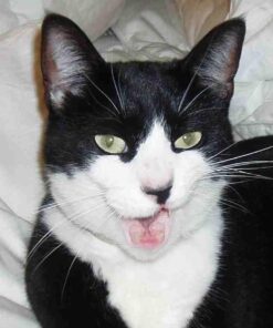 Purina Fancy Feast Dry Cat Food with Savory Chicken and Turkey - 12 lb. Bag Chicken & Turkey 12 Pound (Pack of 1) 47 51XZy7w9ttL