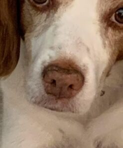 Musher's Secret Dog Paw Wax 60 g (2.1 oz) - Moisturizing Dog Paw Balm that Creates an Invisible Barrier That Protects and Heals Dry Cracked Paws - All-Natural with Vitamin E and Food-Grade Ingredients 2.1 Ounce (Pack of 1) 36 51XrcKIKYDL