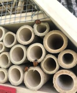 300 Live Ladybugs - Good Bugs - Ladybugs - Guaranteed Live Delivery! 42 51YFsLluKTL