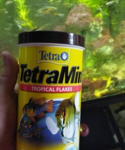Tetra 16106 Min Tropical Flakes, Nutritionally Balanced Fish Food, 7.06-Ounce 7.06-ounce (Pack of 1) 27 51YHmIrxc0L