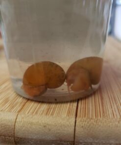 Golden Mystery Snail - 1/2"-2" - Algae Eater for Aquariums 54 51YT8otguSL