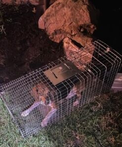 Havahart 1079SR Large 1-Door Humane Catch and Release Live Animal Trap for Raccoons, Cats, Bobcats, Beavers, Small Dogs, Groundhogs, Opossums, Foxes, Armadillos, and Similar-Sized Animals 37 51Yd0h7HsfL