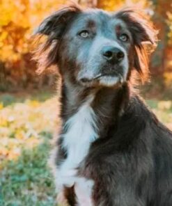 Embark Breed Identification Kit | Most Accurate Dog DNA Test | Test 350+ Dog Breeds | Breed ID Kit with Ancestry & Family Tree 55 51Yik3IIvtL