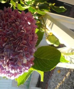 Bluapple 100-201 2 Count Bluapple Freshness Balls 14 51YxpKrcOXL