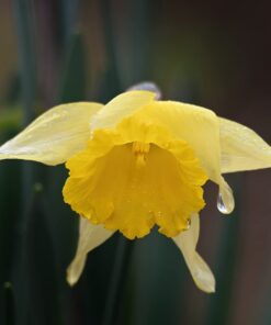 Tamron SP 150-600mm F/5-6.3 Di VC USD G2 for Nikon Digital SLR Cameras 61 51Yz7lyF0DL