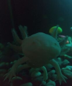 API STRESS COAT Aquarium Water Conditioner 16-Ounce Bottle 16 oz Aquarium Treatment 40 51Z9LiaW BL