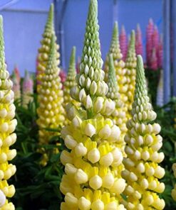 Outsidepride Yellow Lupine Chandelier Wild Flowers - 500 Seeds 11 51ZHYNGLJZL