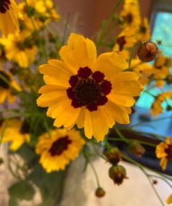 Eden Brothers All Perennial Wildflower Mixed Seeds for Planting, 1/4 lb, 120,000+ Seeds with Lupine, Shasta Daisy | Attracts Pollinators, Plant in Spring or Fall, Zones 3, 4, 5, 6, 7, 8, 9, 10 1/4 Pound 62 51Zq02MLtLL