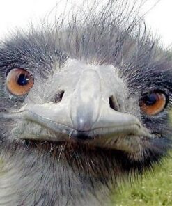 Hammermill Printer Paper, 20 lb Copy Plus, 8.5 x 11 - 1 Ream (500 Sheets) - 92 Bright, Made in the USA, 105007R 8.5x11 1 Ream | 500 Sheets 34 51Zy2 AZcIL