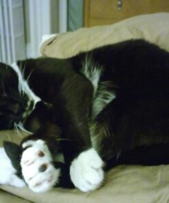 Royal Canin Feline Care Nutrition Hairball Care Dry Cat Food, 3 lb bag 3 Pound (Pack of 1) 39 51aAFuTSYKL