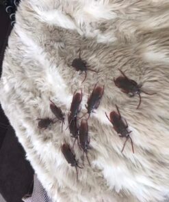 Cooplay 20PCS - Fake Roaches Prank - Cockroach Bugs Look Real Black Red 30 51aF1GHsTwL