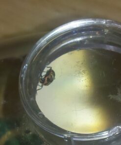 Insect Lore Live Ladybug Growing Kit Toy -unisex-children Original Ladybug Land 39 51aLbbNrIgL