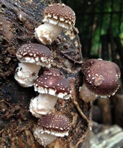 12" Mushroom Log DIY Shiitake Mushrooms Ready to Grow Your Own 16 51aMyHT6MqL