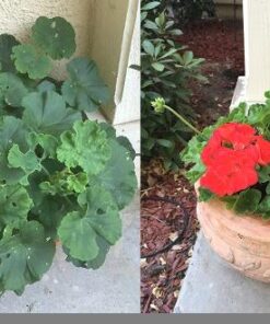 Safer Brand 5163 Caterpillar Killer II Concentrate, 16 Oz For Insects 1 Pack 24 51aR2Opv1TL