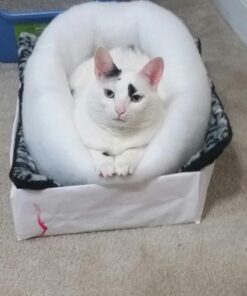 K. T. Manufacturing Mysterious Kuddle Kup Cat Bed, White 31 51aTGLyoGL