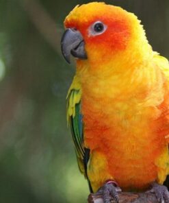 RoudyBush Daily Maintenance Bird Food, Small, 10-Pound 16 51adYrE7KSL