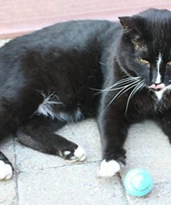 Pet Pizazz Wool Ball Cat Toy - 6PC - 100% Wool Cat Toys for Indoor Cats Interactive 14 51an9f B7FL