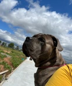 Earth Rated Dog Poop Bags - Leak-Proof and Extra-Thick Pet Waste Bags for Big and Small Dogs - Refill Rolls - Lavender Scented - 270 Count 30 51ap1yrdmL 1