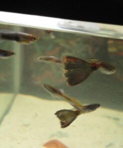 Kordon Rid Ich Plus #37656 - 16oz. 16 Ounce 23 51auENRXT5L