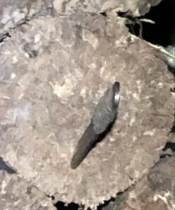 Cold Steel True Flight Thrower, Green 30 51b 1m2FEAL