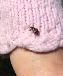 Insect Lore Live Ladybug Growing Kit Toy -unisex-children Original Ladybug Land 41 51bHJjZhx1L