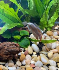 Anubias Barteri Coin Leaves Live Aquarium Plants Freshwater Rhizome 3 Days Live Guaranteed by Mainam 28 51bY6WYLxL