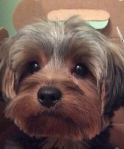 Buddy Grooming Wash 2 in 1 Dog Shampoo, Lavender & Mint, 1 Gallon Bottle Gallon Jug 23 51bgc8kv7cL 1