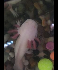 API STRESS COAT Aquarium Water Conditioner 16-Ounce Bottle 16 oz Aquarium Treatment 41 51bqBu6LZuL