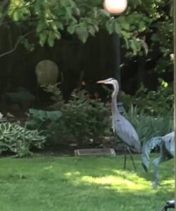 Aquascape 98949 Beneficial Bacteria Concentrate for Pond and Water Features, 1.1-Pound, white 32 51cXajXaccL