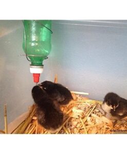 Alternative view of The Chicken Fountain Brooder Bottle Cap - Set