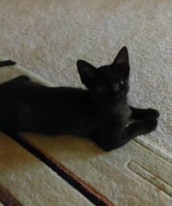 Grannick's Bitter Apple for Dogs Spray Bottle, 16 Ounces, Golds & Yellows (1116AT) 16 Ounces (Pack of 1) 39 51dA9dKbx8L