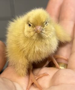 12 Large Fertile Hatching Coturnix Quail Eggs 36 51dFbODG7oL