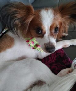 Advantage II Medium Dog Vet-Recommended Flea Treatment & Prevention | Dogs 11-20 lbs. | 4-Month Supply 4-Pack 24 51dH5yMTIyL