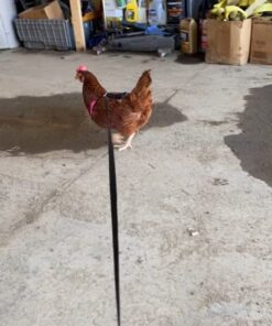 Yesito Chicken Harness Hen Size with 6-Foot Matching Belt, Comfortable, Breathable, Small Size, Suitable for Chicken, Duck or Goose Suitable for Weight About 2.3-3.8Pounds, Green (Months, Pink) Medium 16 51dSL8qwT2L