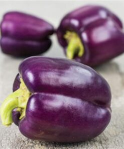 Alternative view of Sweet Pepper Purple Bell Seeds Lilac Vegetable for Planting Giant Organic Non GMO 40 Seeds