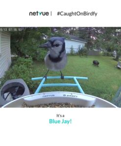 NETVUE Birdfy AI - Smart Bird Feeder with Camera, Free AI Forever, Auto Capture & Identify 6000+ Bird Species, Bird Videos for Birdwatching, Ideal Gift for Bird Lover Blue 40 51duopSiixL